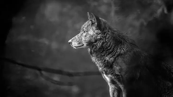 Hình Nền Chó Sói Cho Máy Tính Hình Nền Chó Sói Cho Máy Tính