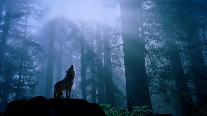 Hình Nền Chó Sói Cho Máy Tính Hình Nền Chó Sói Cho Máy Tính