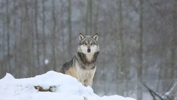 Hình Nền Chó Sói Cho Máy Tính Hình Nền Chó Sói Cho Máy Tính