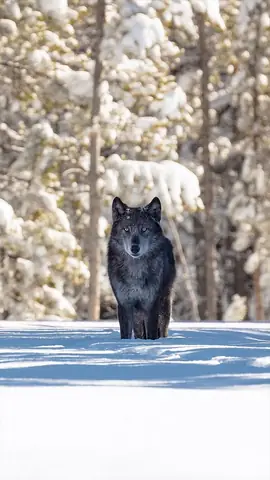 Hình Nền Chó Sói Cho Điện Thoại Hình Nền Chó Sói Cho Điện Thoại