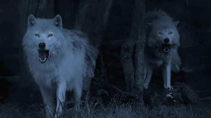 Hình Nền Chó Sói Cho Máy Tính Hình Nền Chó Sói Cho Máy Tính