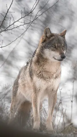 Hình Nền Chó Sói Cho Điện Thoại Hình Nền Chó Sói Cho Điện Thoại