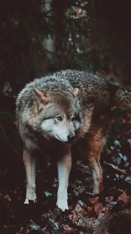 Hình Nền Chó Sói Cho Điện Thoại Hình Nền Chó Sói Cho Điện Thoại