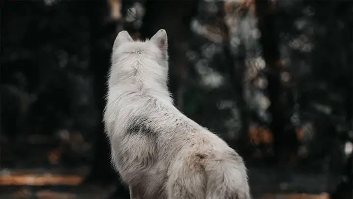 Hình Nền Chó Sói Cho Máy Tính Hình Nền Chó Sói Cho Máy Tính