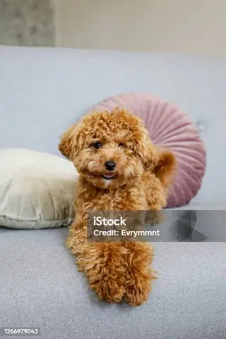 Chó Toy Poodle: Đặc Điểm, Cách Chăm Sóc Và Tổng Hợp Hình Ảnh Độc Đáo Chó Toy Poodle: Đặc Điểm, Cách Chăm Sóc Và Tổng Hợp Hình Ảnh Độc Đáo