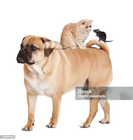 Chó Và Chuột: Phân Tích Sâu Về Mối Quan Hệ Qua Hình Ảnh Và Thực Tế Chó Và Chuột: Phân Tích Sâu Về Mối Quan Hệ Qua Hình Ảnh Và Thực Tế