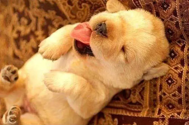 Ảnh Chó Mèo Hài Hước, Hóm Hỉnh Và Tinh Nghịch