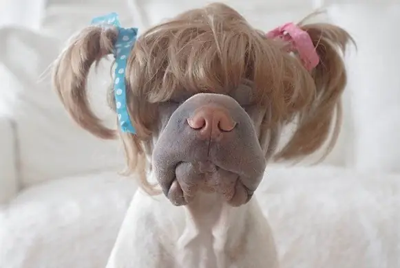 Ảnh Chó Mèo Hài Hước, Hóm Hỉnh Và Tinh Nghịch