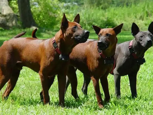 Màu Lông Và Hình Thể Của Chó Lông Xoáy Thái Lan