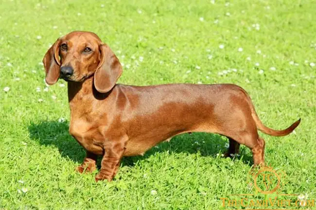 Hình Ảnh Chó Xúc Xích: Khám Phá Loài Chó Dachshund Đáng Yêu