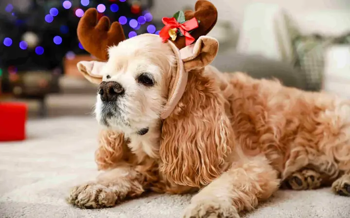 Hình Nền Chú Chó Dễ Thương Với Sừng Tuần Lộc