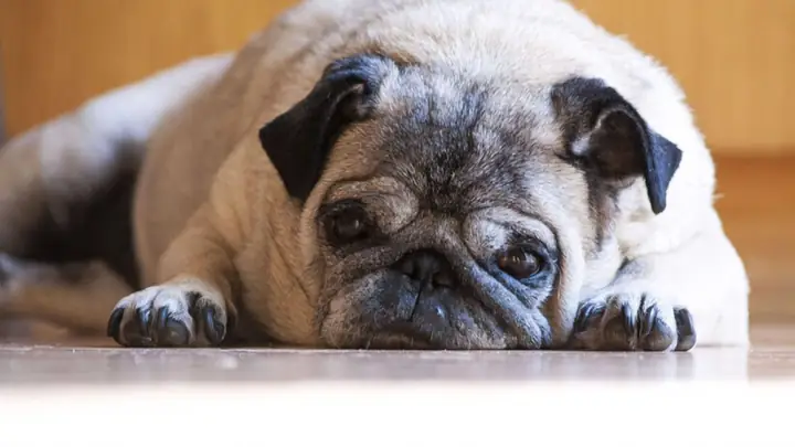 Ảnh Chó Mèo Cute Mệt Mỏi Ảnh Chó Mèo Cute Mệt Mỏi