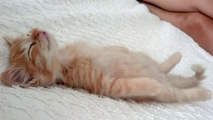 Ảnh Chó Mèo Cute Mệt Mỏi Ảnh Chó Mèo Cute Mệt Mỏi