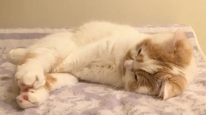 Ảnh Chó Mèo Cute Mệt Mỏi Ảnh Chó Mèo Cute Mệt Mỏi