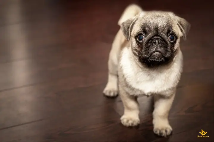 Những Hình Ảnh Con Chó Đẹp, Dễ Thương Nhất