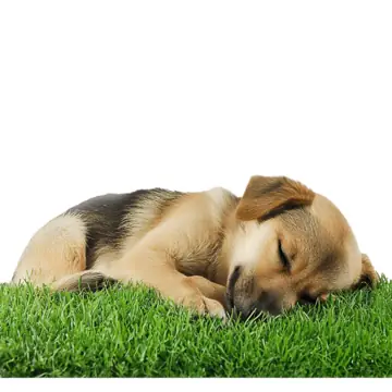 Hình Ảnh Con Chó Mệt Mỏi: Dấu Hiệu Và Nguyên Nhân