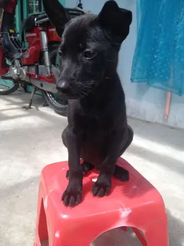 Hình Ảnh Con Chó Mực