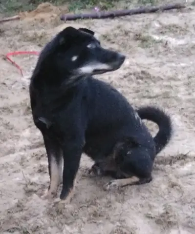 Hình Ảnh Con Chó Mực