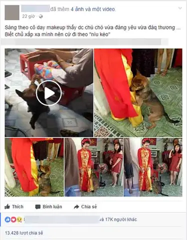 Chú Chó Quấn Quýt Cô Chủ Trong Lễ Cưới Chú Chó Quấn Quýt Cô Chủ Trong Lễ Cưới