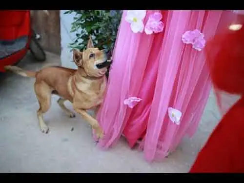 Chú Chó Không Nỡ Chia Tay Cô Chủ Về Nhà Chồng Chú Chó Không Nỡ Chia Tay Cô Chủ Về Nhà Chồng