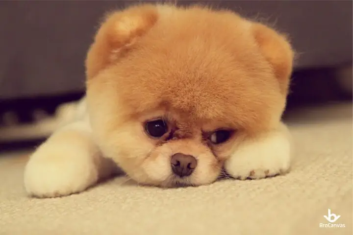 Những Hình Ảnh Con Chó Đẹp, Dễ Thương Nhất