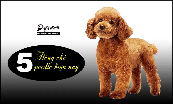 Hình Ảnh Giống Chó Poodle