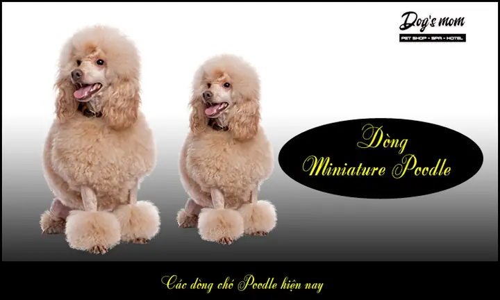 B) Miniature Poodle (size Vừa)