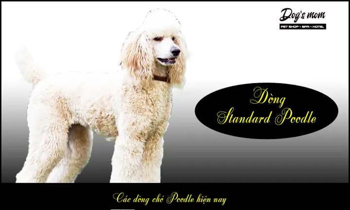 A) Standard Poodle (size Lớn)