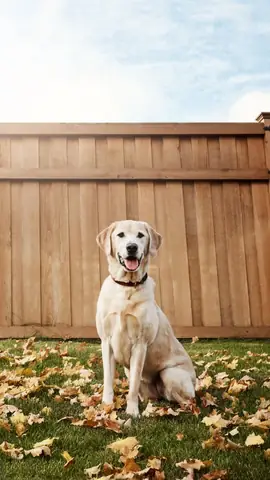 Hình Ảnh Chó Cute Nhất Hình Ảnh Chó Cute Nhất