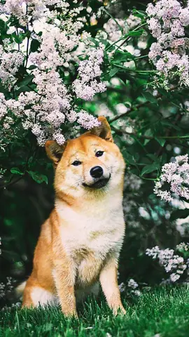 Hình Ảnh Chó Cute Nhất Hình Ảnh Chó Cute Nhất