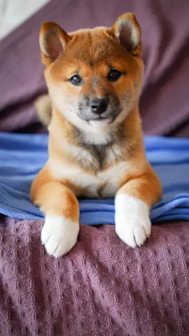 Hình Ảnh Chó Cute Nhất Hình Ảnh Chó Cute Nhất