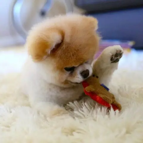 Những Hình Ảnh Đáng Yêu Về Những Chú Chó Dễ Thương Những Hình Ảnh Đáng Yêu Về Những Chú Chó Dễ Thương