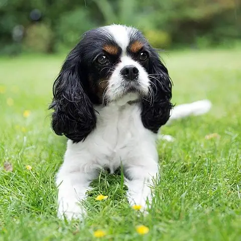 Những Hình Ảnh Đáng Yêu Về Những Chú Chó Dễ Thương Những Hình Ảnh Đáng Yêu Về Những Chú Chó Dễ Thương