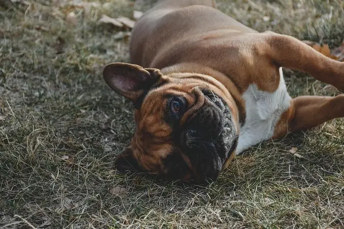 Những Hình Ảnh Đáng Yêu Về Những Chú Chó Dễ Thương Những Hình Ảnh Đáng Yêu Về Những Chú Chó Dễ Thương