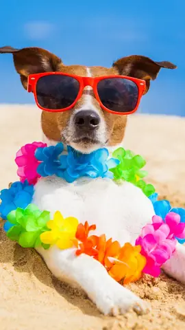 Hình Ảnh Chó Cute Nhất