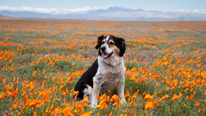 Hình Ảnh Con Chó Đẹp, Chất Lượng Cao