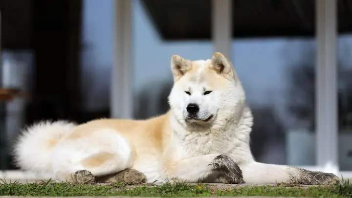 Hình Nền Con Chó Ngầu