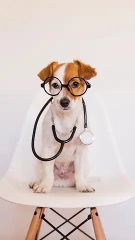 Ảnh Con Chó Hài Hước