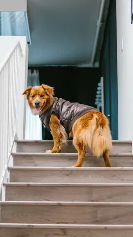 Ảnh Chó Cool Ngầu