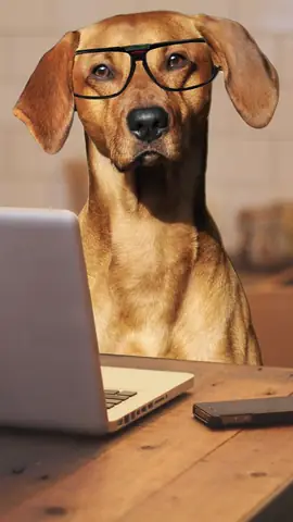 Ảnh Con Chó Hài Hước