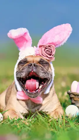 Ảnh Con Chó Hài Hước