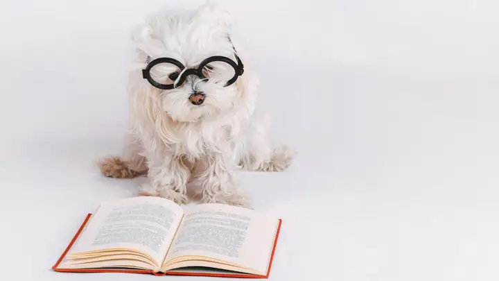 Ảnh Con Chó Ngộ Nghĩnh