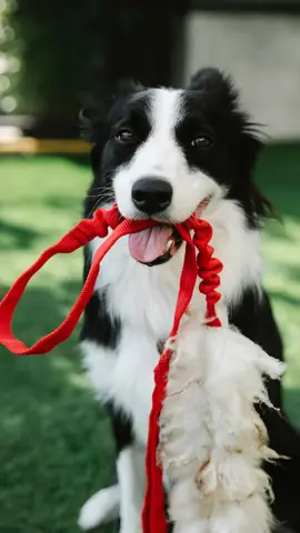 Ảnh Con Chó Hài Hước