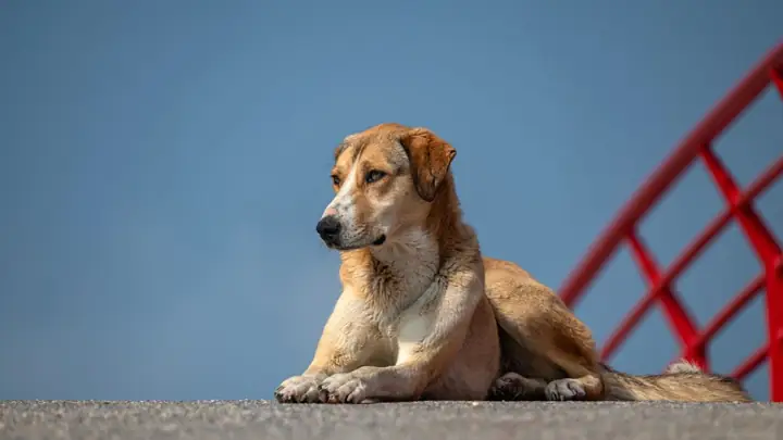 Hình Nền Con Chó Ngầu