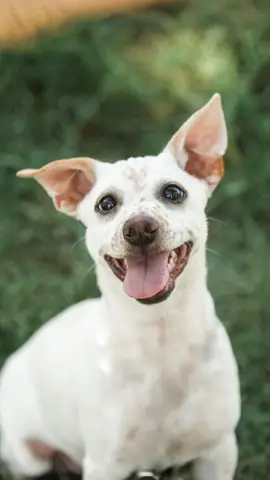 Hình Ảnh Chó Cute Nhất