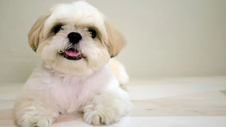 Hình Ảnh Con Chó Đẹp, Chất Lượng Cao