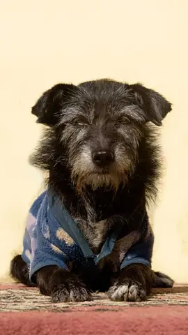 Ảnh Chó Cool Ngầu