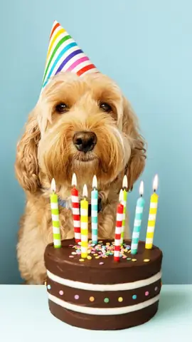 Ảnh Con Chó Hài Hước