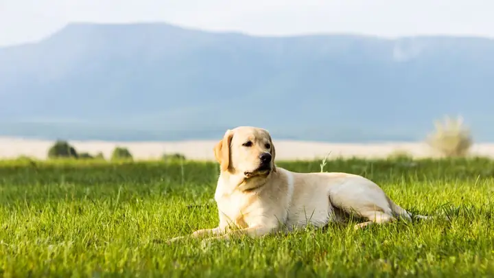 Ảnh Con Chó Ngộ Nghĩnh