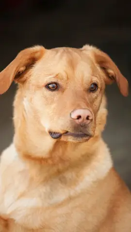 Ảnh Chó Cool Ngầu